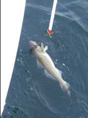 Cod Fishing39
